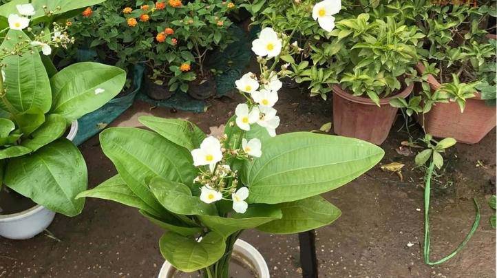 Loài hoa trắng muốt đẹp dịu dàng, trồng một chậu trước nhà gia tăng vượng khí, hút tài lộc - 6