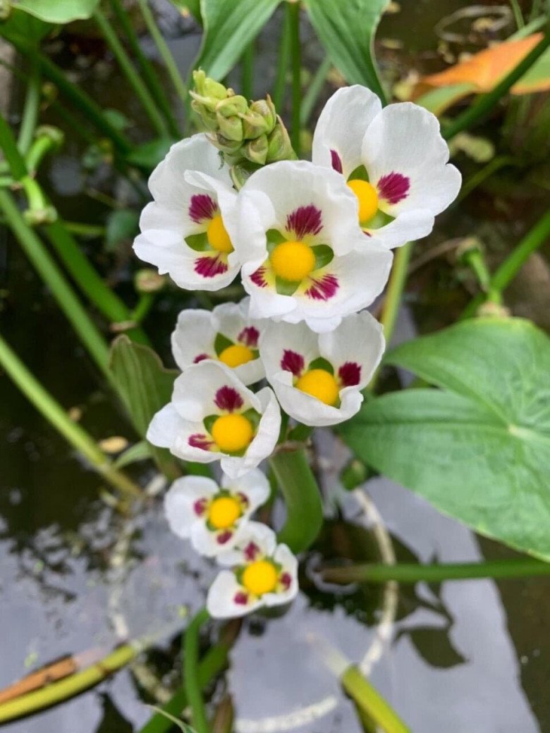 Loài hoa trắng muốt đẹp dịu dàng, trồng một chậu trước nhà gia tăng vượng khí, hút tài lộc - 5