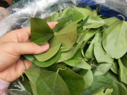 Nhà đẹp - Thứ lá xưa mọc bờ mọc bụi nay bán giá 220.000 đồng/kg, trồng cực dễ, 3 tháng liền cho thu hoạch