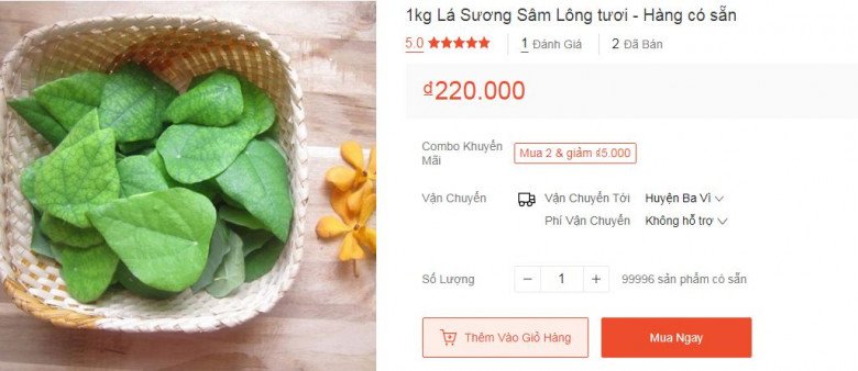 Thứ lá xưa mọc bờ mọc bụi nay bán giá 220.000 đồng/kg, trồng cực dễ, 3 tháng liền cho thu hoạch - 5