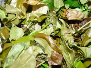 Loại rau có tên gọi độc lạ, xưa có đầy ít người biết giờ trở thành đặc sản nổi tiếng vì thơm ngon, 150.000 đồng/kg