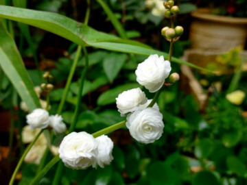 Loài hoa trắng muốt đẹp dịu dàng, trồng một chậu trước nhà gia tăng vượng khí, hút tài lộc