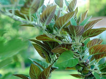 Nghề lạ ở Việt Nam: Cây leo hàng rào thành đặc sản, dân trồng một lần hái bán quanh năm, không cần chăm vẫn hốt bạc