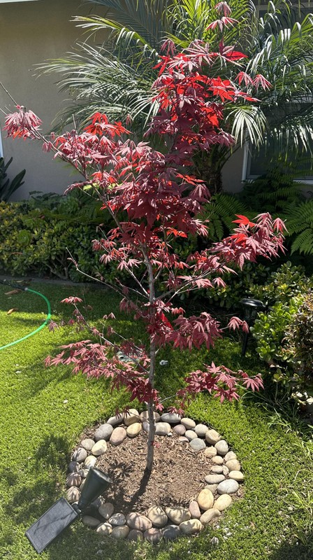 View - Mãn nhãn biệt thự ngập hoa của Hà Thanh Xuân tại Mỹ