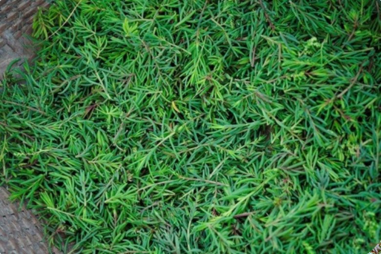 amp;#34;Lộc trờiamp;#34; mọc mơn mởn sau mưa, giờ thành đặc sản lạ người thành phố thích mê, dân hái về bán quanh năm - 1