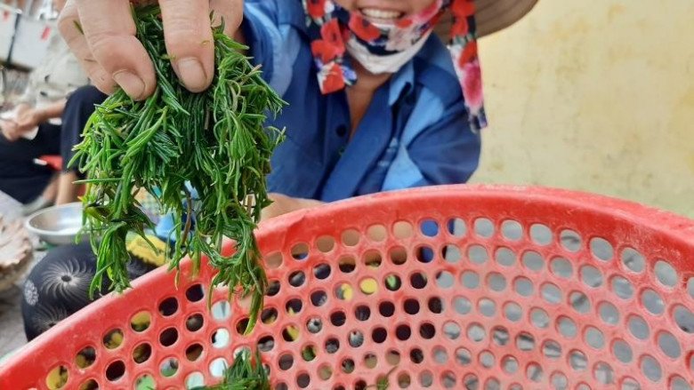 amp;#34;Lộc trờiamp;#34; mọc mơn mởn sau mưa, giờ thành đặc sản lạ người thành phố thích mê, dân hái về bán quanh năm - 2