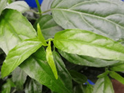 Nhà đẹp - Thứ lá này xưa mọc hoang nay được trồng để ăn và làm thuốc, là “thuốc quý của người nghèo”, 120.000 đồng/kg