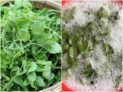Nhà đẹp - Loại rau rửa tạo bọt như xà phòng, ăn được liền “thành tiên”, giá 150.000 đồng/kg, cắm cành vào đất 7 ngày bén rễ