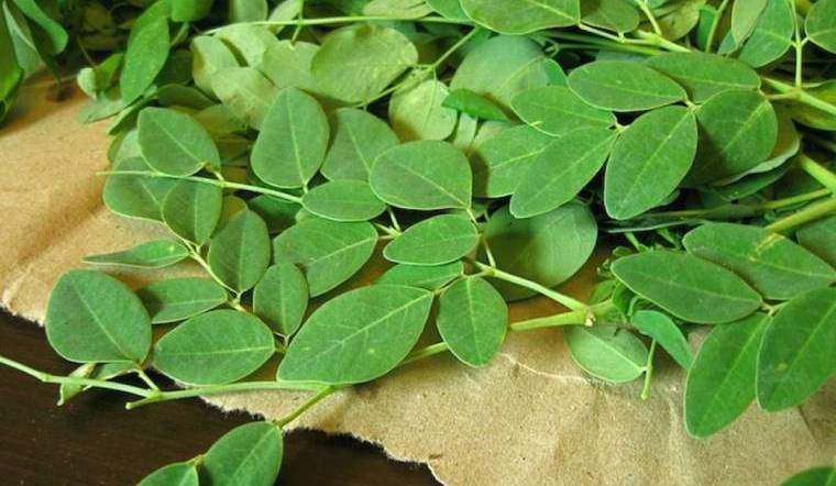 Rau chùm ngây có giá trị dinh dưỡng cao. 