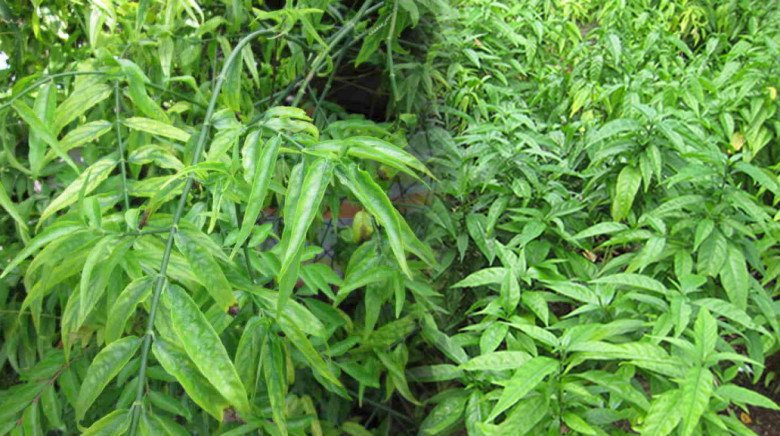 Thứ lá này xưa mọc hoang nay được trồng để ăn và làm thuốc, là “thuốc quý của người nghèo”, 120.000 đồng/kg - 5