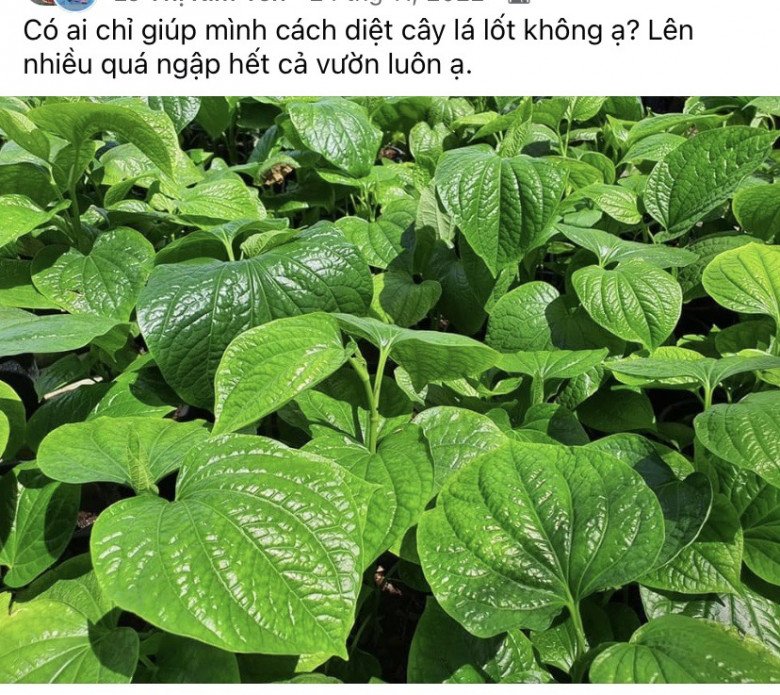 Lá lốt dễ sống và lan nhanh, khiến một số người trồng phải hỏi cách làm sao có thể diệt bớt. Ảnh: Diệu Thuần.