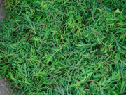 Lifestyle - Loại rau được ví như "lộc trời", xưa ít người biết giờ thành đặc sản được ưa chuộng vì vị độc lạ, 100.000 đồng/kg