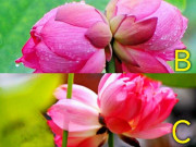 Eva tám - Trắc nghiệm tâm lý: Linh cảm mách bảo bạn chọn bông sen Tịnh Đế nào?