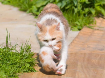 Kiếp nạn của mèo con khi có người mẹ vụng về