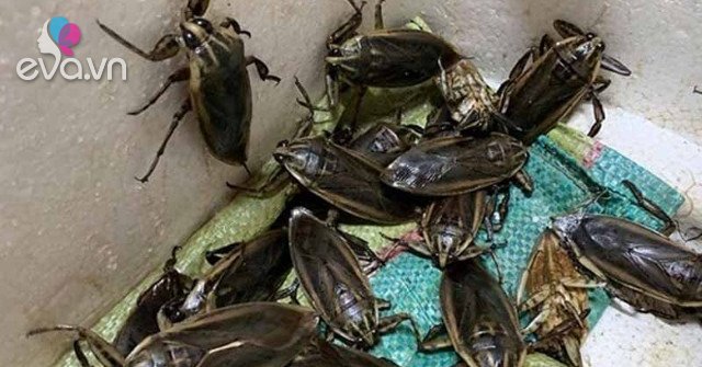 View - Lộc trời chui ra từ sình lầy, đem chiên được món đặc sản, 5 triệu/kg, giới nhà giàu thích mê