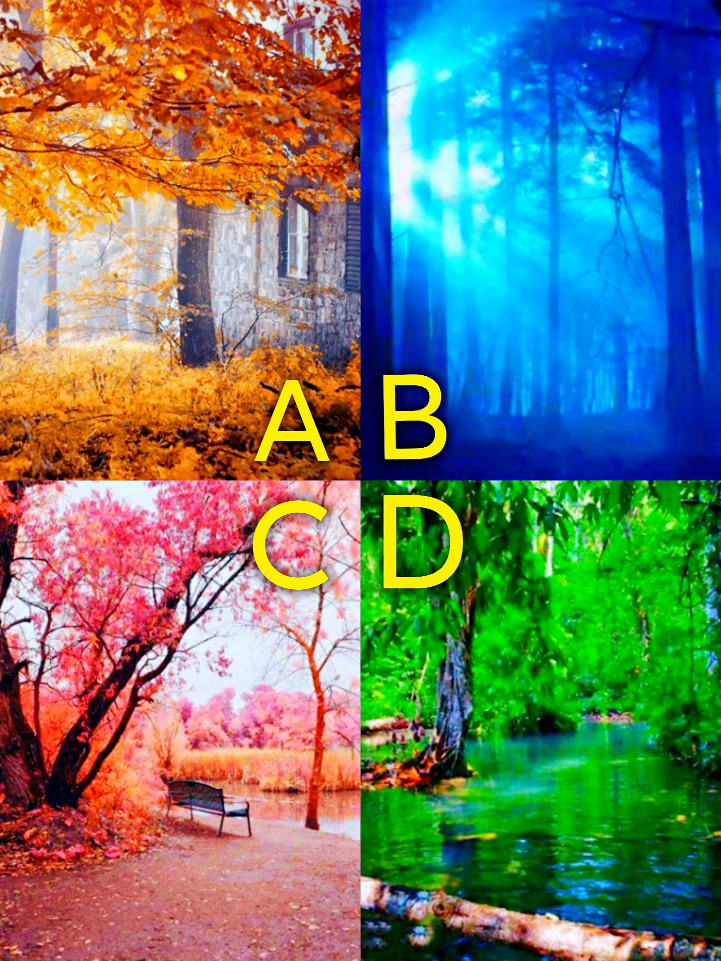 Trắc nghiệm tâm lý: Chọn 1 khu rừng và xem ai sẽ không bao giờ quên bạn - 1