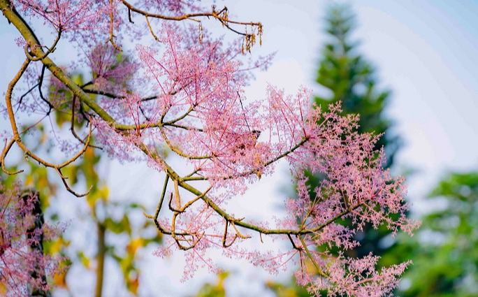 View - Truyện cổ tích: Sự tích hoa ngô đồng