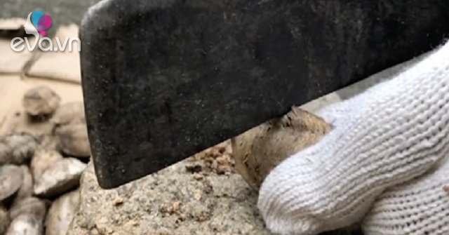 View - Thứ hạt mà tuổi thơ ai cũng từng ăn thử, giờ nó là đặc sản nhà giàu, giá 500.000 đồng/kg