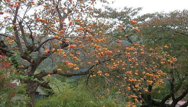 Thứ quả “chát lè” trước chả ai ăn, giờ bỗng chốc được ưa chuộng, nông dân trồng bội thu, giá 40.000 đồng/kg - 9