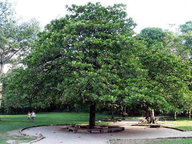 View - Thứ hạt mà tuổi thơ ai cũng từng ăn thử, giờ nó là đặc sản nhà giàu, giá 500.000 đồng/kg