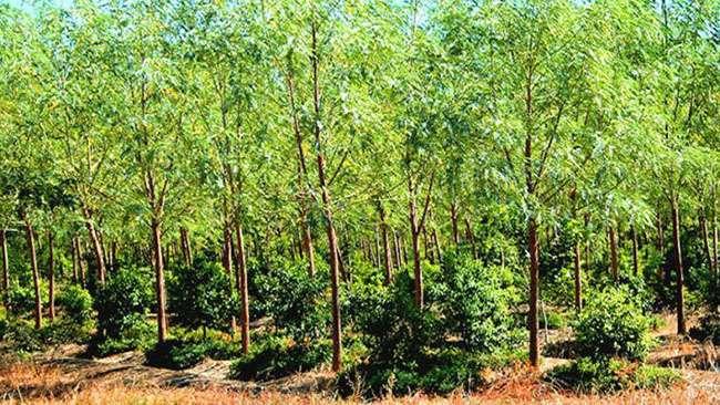 Thứ gỗ quý hiếm được ví là “Vương mộc”, ở Việt Nam không hiếm, giá hàng chục triệu đồng/kg - 1