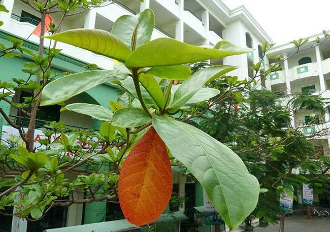 View - Thứ hạt mà tuổi thơ ai cũng từng ăn thử, giờ nó là đặc sản nhà giàu, giá 500.000 đồng/kg