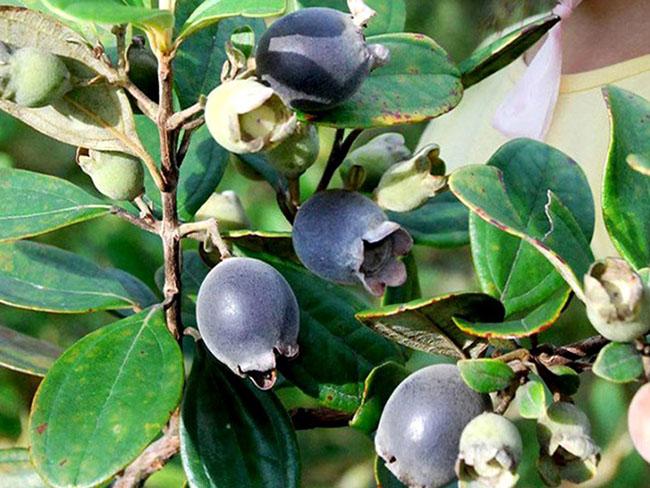 Gallery - Thứ quả dại trước không ai để ý, giờ dân buôn ngày bán cả tạ vẫn hết, giá 30.000 đồng/kg