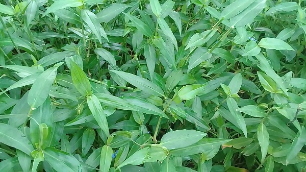 Thứ rau dại giá 70.000 đồng/kg trước chả ai thèm ăn, bỗng chốc thành đặc sản dân thành phố săn lùng - 5