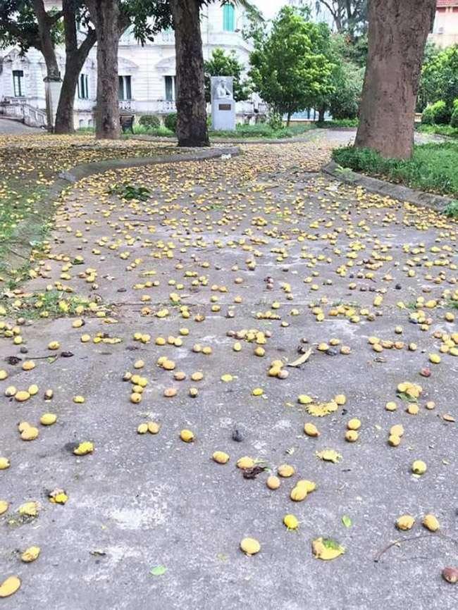 View - Thứ hạt mà tuổi thơ ai cũng từng ăn thử, giờ nó là đặc sản nhà giàu, giá 500.000 đồng/kg