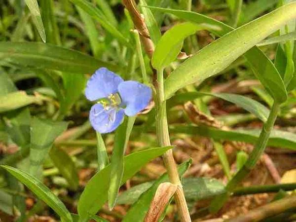 Thứ rau dại giá 70.000 đồng/kg trước chả ai thèm ăn, bỗng chốc thành đặc sản dân thành phố săn lùng - 4