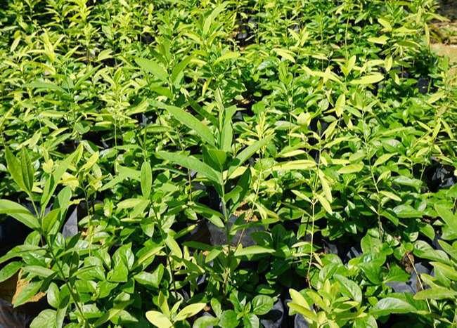 Thứ gỗ quý hiếm được ví là “Vương mộc”, ở Việt Nam không hiếm, giá hàng chục triệu đồng/kg - 4