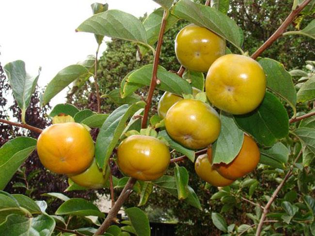 Thứ quả “chát lè” trước chả ai ăn, giờ bỗng chốc được ưa chuộng, nông dân trồng bội thu, giá 40.000 đồng/kg - 5