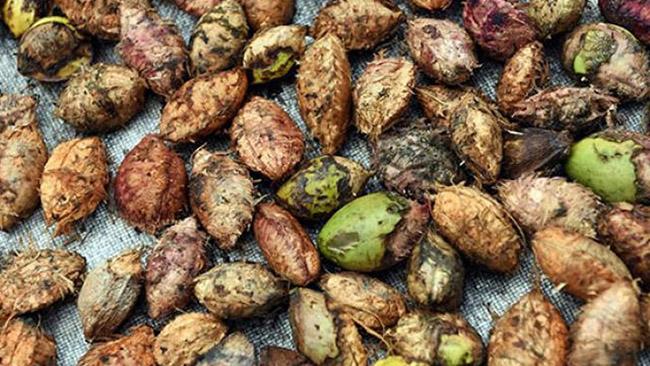 View - Thứ hạt mà tuổi thơ ai cũng từng ăn thử, giờ nó là đặc sản nhà giàu, giá 500.000 đồng/kg