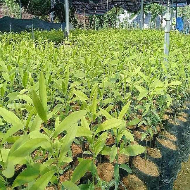 Thứ gỗ quý hiếm được ví là “Vương mộc”, ở Việt Nam không hiếm, giá hàng chục triệu đồng/kg - 2