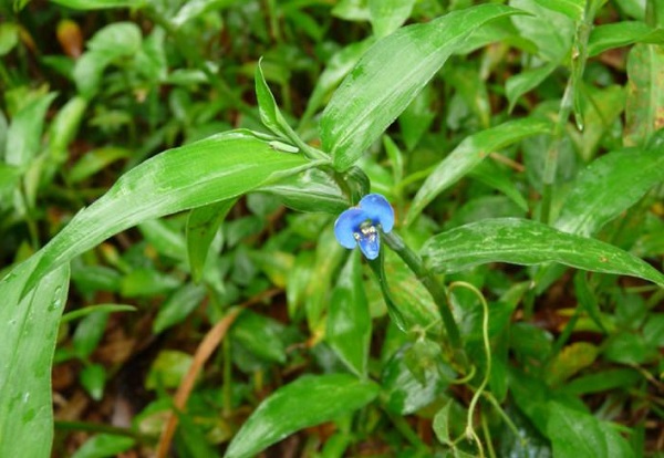 Thứ rau dại giá 70.000 đồng/kg trước chả ai thèm ăn, bỗng chốc thành đặc sản dân thành phố săn lùng - 7