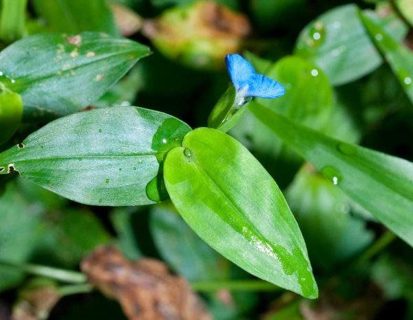 Thứ rau dại giá 70.000 đồng/kg trước chả ai thèm ăn, bỗng chốc thành đặc sản dân thành phố săn lùng - 2