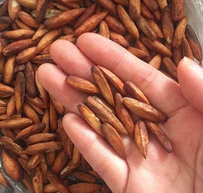 View - Thứ hạt mà tuổi thơ ai cũng từng ăn thử, giờ nó là đặc sản nhà giàu, giá 500.000 đồng/kg