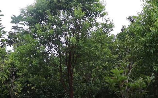 Thứ gỗ quý hiếm được ví là “Vương mộc”, ở Việt Nam không hiếm, giá hàng chục triệu đồng/kg - 3