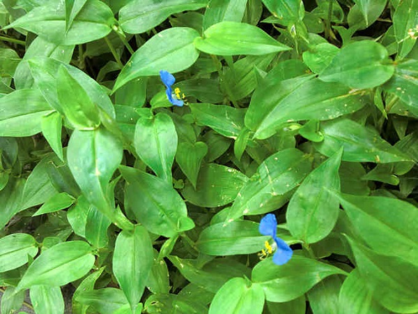 Thứ rau dại giá 70.000 đồng/kg trước chả ai thèm ăn, bỗng chốc thành đặc sản dân thành phố săn lùng - 3