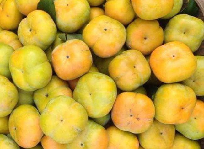 Thứ quả “chát lè” trước chả ai ăn, giờ bỗng chốc được ưa chuộng, nông dân trồng bội thu, giá 40.000 đồng/kg - 4