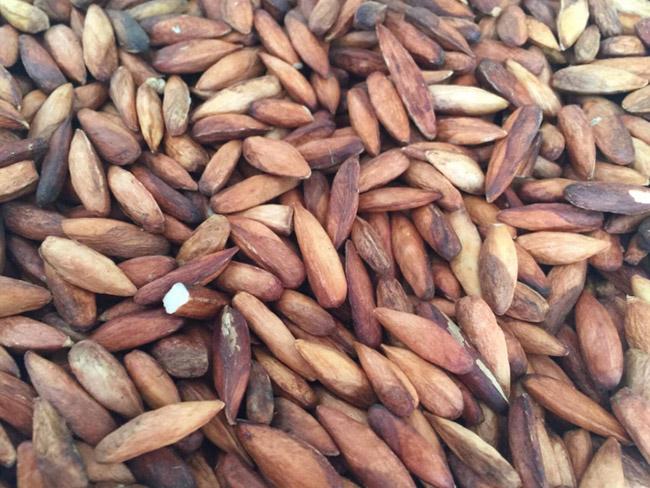 View - Thứ hạt mà tuổi thơ ai cũng từng ăn thử, giờ nó là đặc sản nhà giàu, giá 500.000 đồng/kg