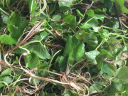 Nhà đẹp - Loại rau này ăn được cả rễ, giá 135.000 đồng/kg, tùy tiện ném nắm hạt ra vườn cũng lên cây, ăn được cả đời