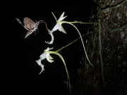 Lifestyle - Loài hoa có giá lên đến 53 tỷ đồng, mang một vẻ đẹp đầy ma mị, trên Thế giới chỉ còn khoảng 3000 cây