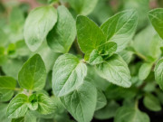 Nhà đẹp - Thứ lá này bán giá 1,2 triệu đồng/kg, vừa ăn vừa làm thuốc được, gieo hạt 3 tháng cho thu hoạch