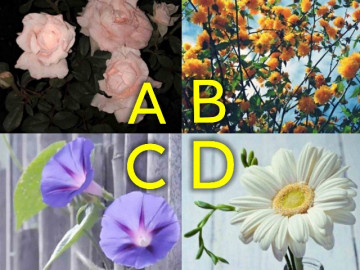 Trắc nghiệm tâm lý: Khi khó khăn, ai sẽ là người không bao giờ rời xa bạn?