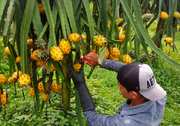 Một cây thanh long tổ yến sai trĩu quả.