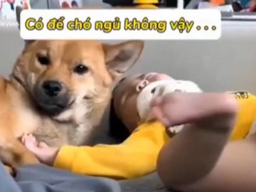 Nuôi thú cưng không ưa trẻ con sẽ gặp tình cảnh này đây