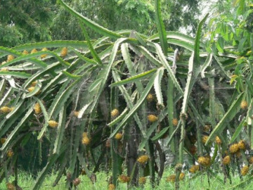 Nghề lạ ở Việt Nam: Trồng thứ quả nhập khẩu lạ hút khách, bán đắt gấp 10 lần quả thường, nhiều người trồng lãi to