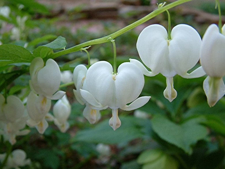 Loài hoa dây leo nhỏ nhưng tỏa hương ngào ngạt, không cần chăm sóc cầu kỳ vẫn ra hoa quanh năm - 3