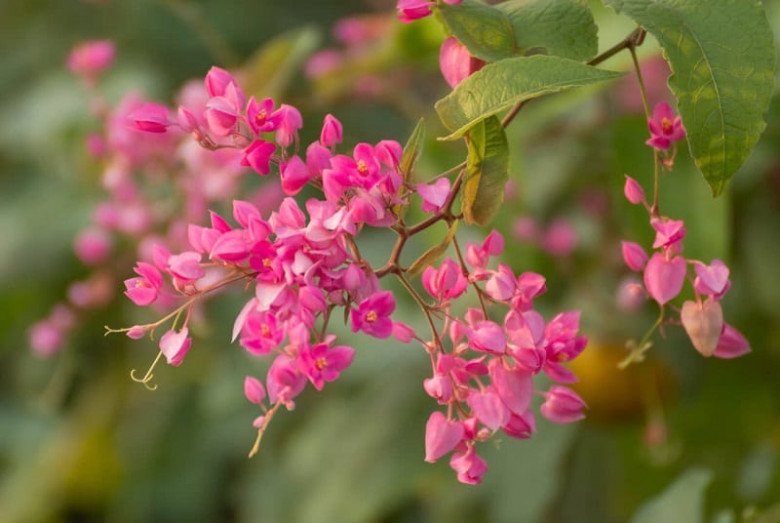 Loài hoa dây leo nhỏ nhưng tỏa hương ngào ngạt, không cần chăm sóc cầu kỳ vẫn ra hoa quanh năm - 2